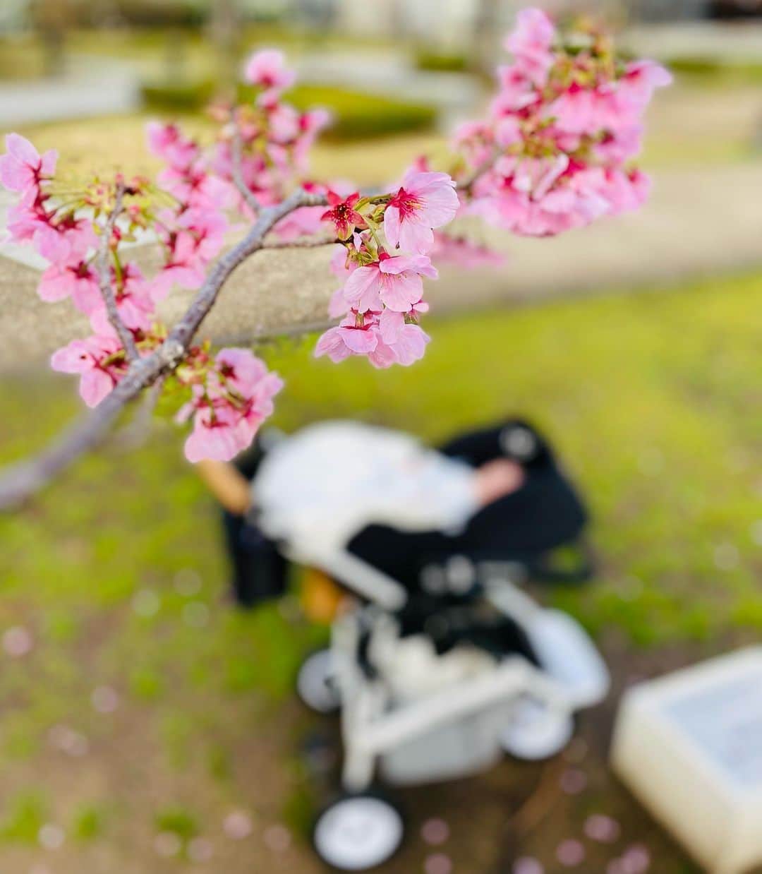 村西利恵のインスタグラム：「✔︎ きょうは3回目のワクチンを打ってきました💉  看護師さんが気を遣ってくださって  「腕の痛みが出るかもなので…どちらの腕でよく抱きますか？」  と聞いてくれたのですが、なんだかんだ両腕使いますね🥲  あちこち色々🌸🌷咲いてて、春❣️  外に出るだけでウキウキしました。  #そんな春」