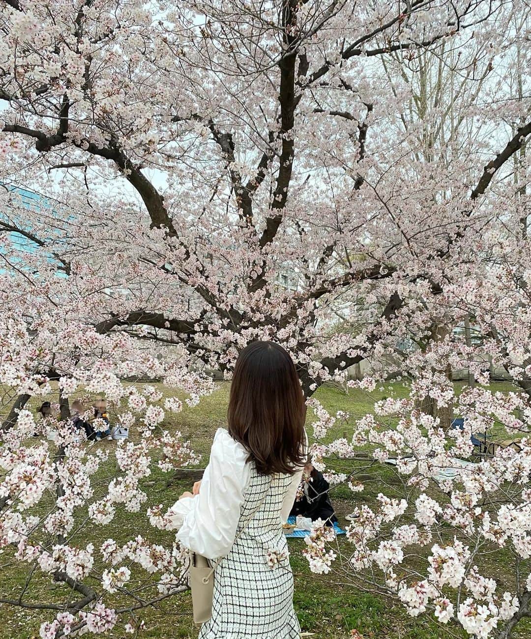 栗原紗英さんのインスタグラム写真 - (栗原紗英Instagram)「桜🌸🌸」4月1日 20時10分 - hkt48_saekurihara