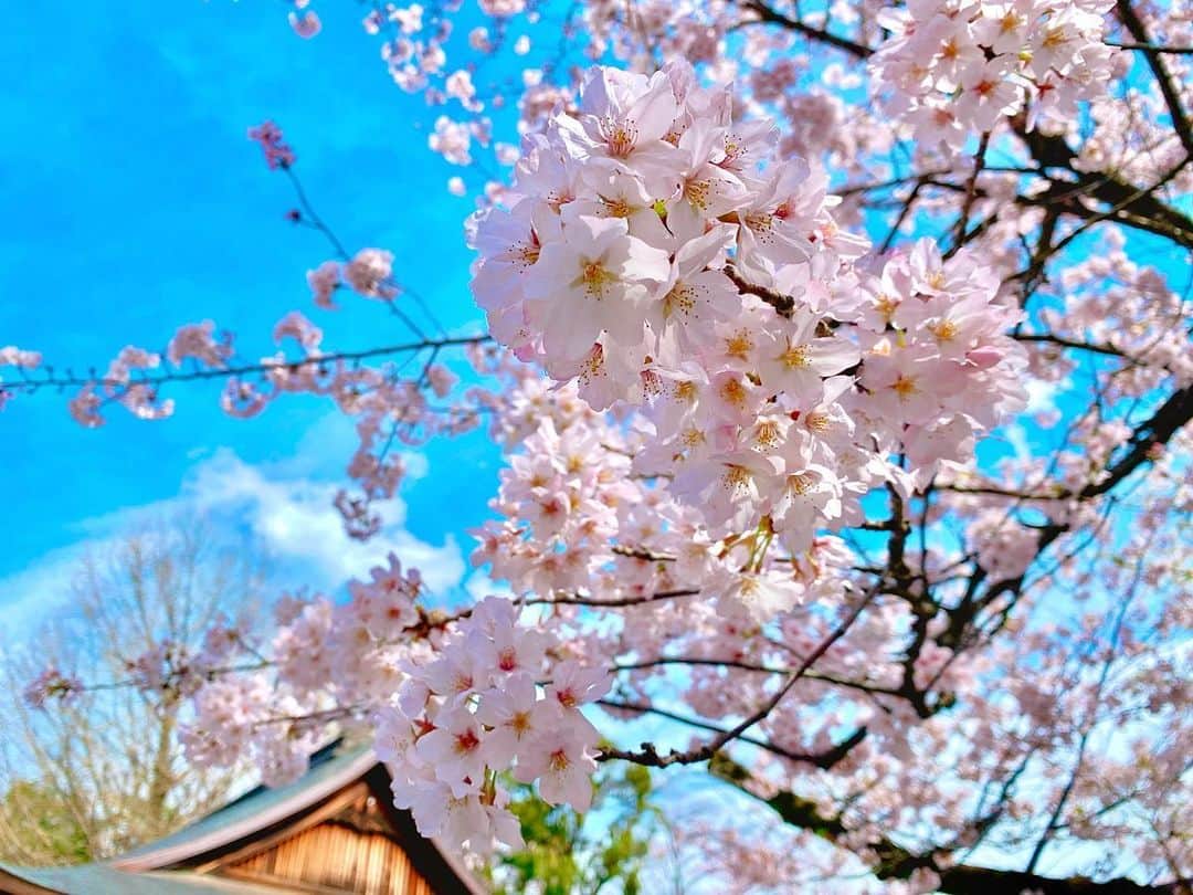 伊瀬茉莉也のインスタグラム：「🌸🌸🌸  今日もまた一つ、最終回。 そして、明日から新番組がスタート。  終わりと始まりの季節ですね🌸  今日は仕事終わりに母と息子とお花見してきました！ 満開だった桜も散り始め、桜吹雪が…🌬🌸 幻想的でした✨  寒暖差が激しいので 皆さんもくれぐれもお体お気をつけて☺️」