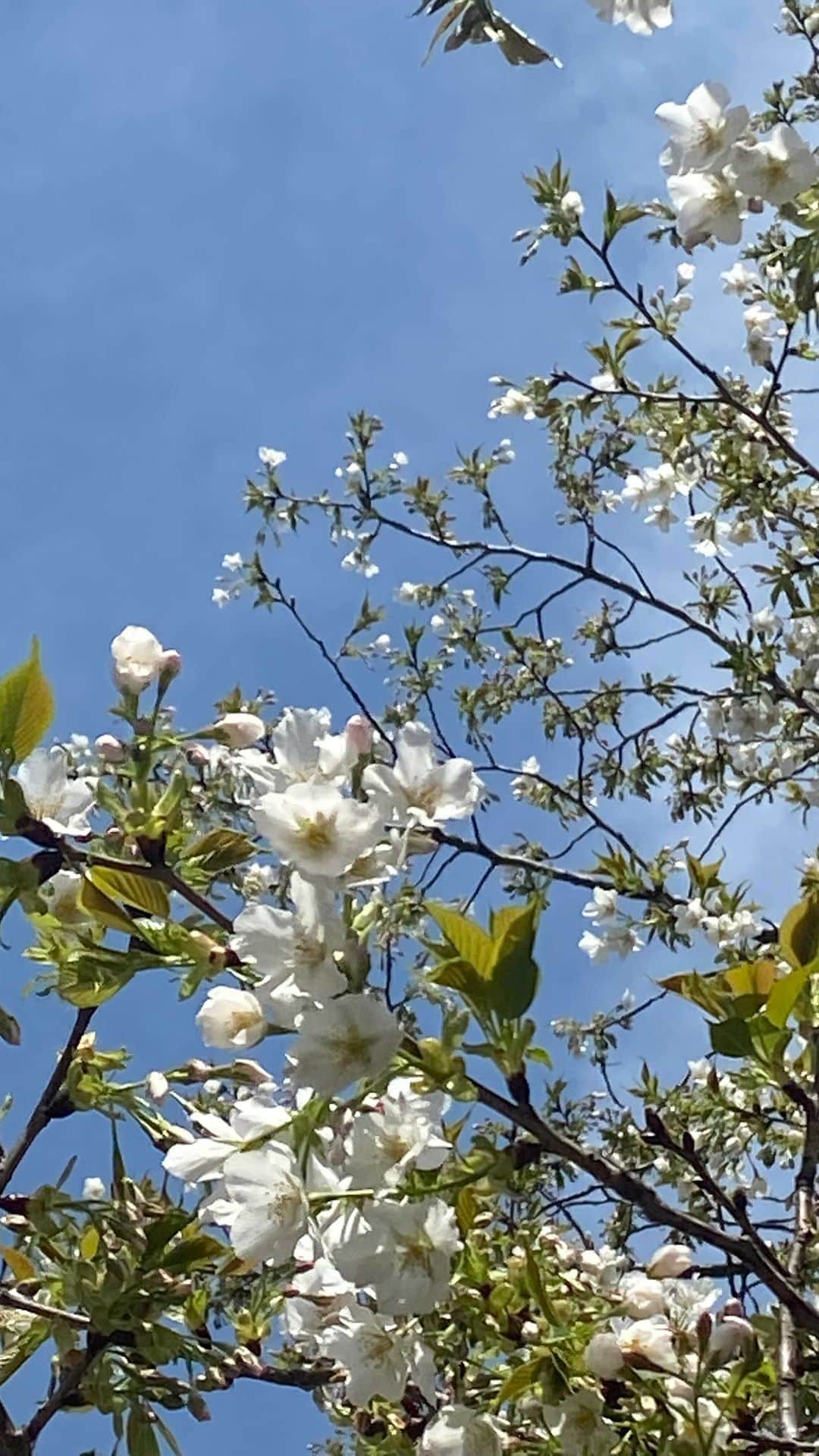 風間ゆみえのインスタグラム：「わが家の桜はただいま五分咲き」