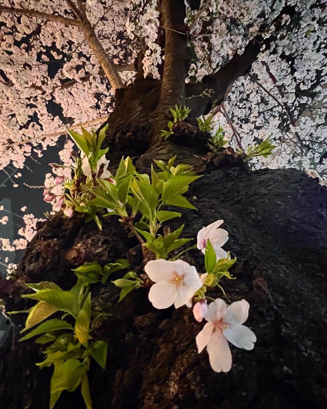 小林涼子さんのインスタグラム写真 - (小林涼子Instagram)「. あっという間に4月🌱 いつの間に新芽がでてる！ 早朝か、夜しか桜を見る余裕がなかったから 気づかなかったよー🤭 新年度、楽しい事沢山作っていきたいね🌸 明日も撮影がんばろーっ！ 🌸 #桜 #4月 #花粉症 #春 #夜桜　#花嫁未満エスケープ #撮影中」4月1日 20時42分 - ryoko_kobayashi_ryoko