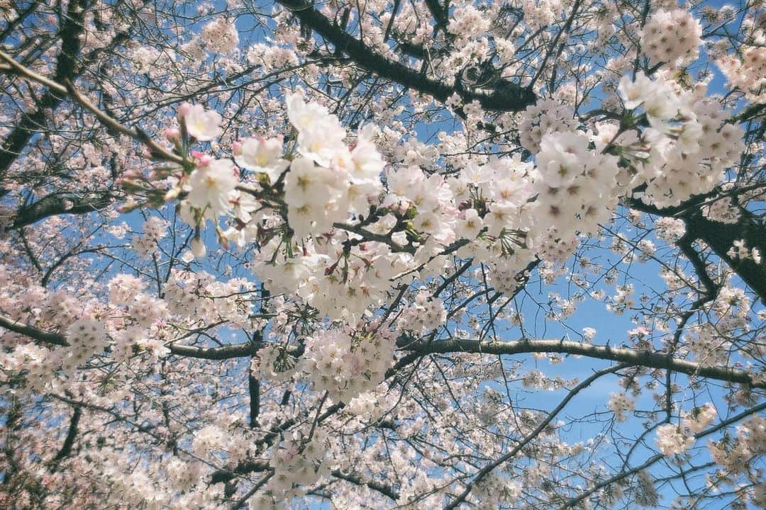 瀬戸さおりさんのインスタグラム写真 - (瀬戸さおりInstagram)「皆さん、お元気でしょうか？ すごーくお久しぶりになってしました💦ごめんなさい🥲  もう4月ですね。 桜が綺麗に咲いてるね🌸  今は新たな作品と向き合ってます。 お知らせがいくつかあるので、楽しみに待っていて下さいね！！🧡  4月もよろしくお願いします😌🌸  #4月#エイプリルフール  #新年度スタート」4月1日 20時57分 - saori_seto0919