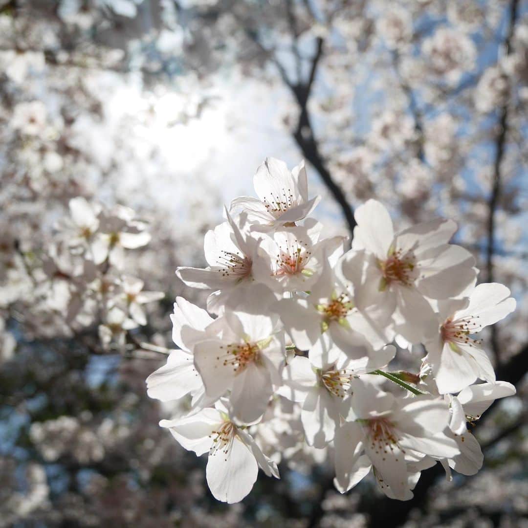 東條麻依子さんのインスタグラム写真 - (東條麻依子Instagram)「今日から新年度ですね✨ 桜が満開🌸🌸1番好きな季節です！ . 妹が今日から社会人として 新たな1歩を踏み出しました！🌷 ご縁を大切にいろんなことを吸収して 楽しんでほしいです！ . 私も初心を忘れずに、たくさん挑戦出来ればと思います。 今年度もよろしくお願いいたします💐  #新年度#桜#今年度も頑張ります#満開」4月1日 20時52分 - maiko_tojo