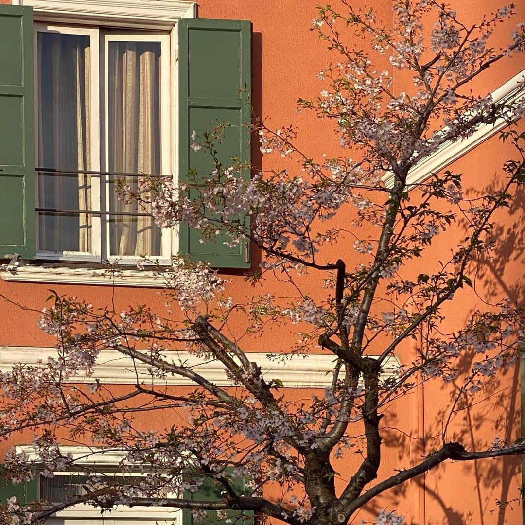 風間ゆみえのインスタグラム：「桜が持つ背景  #異国情緒」