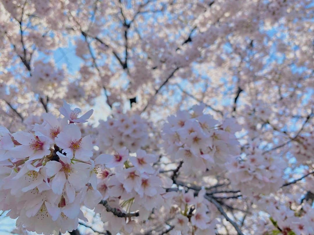 赤瀬紗也香のインスタグラム：「. サクラ🌸」