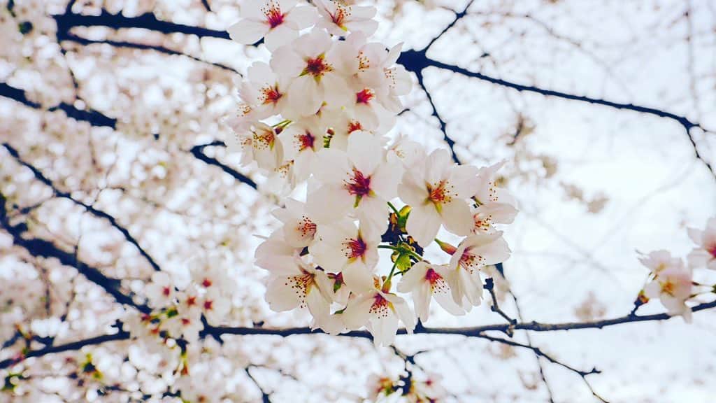 松島庄汰さんのインスタグラム写真 - (松島庄汰Instagram)「もう少しで枯れちゃうな。 #お洒落やん」4月1日 21時09分 - shotamatsushima