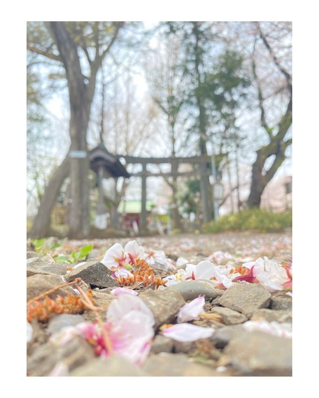 島袋美由利さんのインスタグラム写真 - (島袋美由利Instagram)「. . 🌸 桜見たさにたくさん歩いてしまうわ」4月1日 21時25分 - miyuri_shi