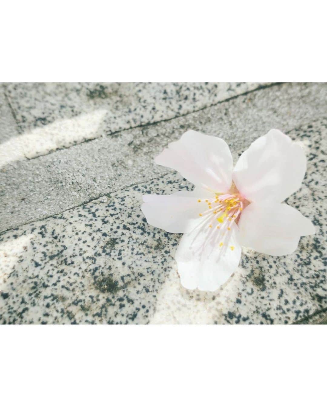 島袋美由利さんのインスタグラム写真 - (島袋美由利Instagram)「. . 🌸 桜見たさにたくさん歩いてしまうわ」4月1日 21時25分 - miyuri_shi