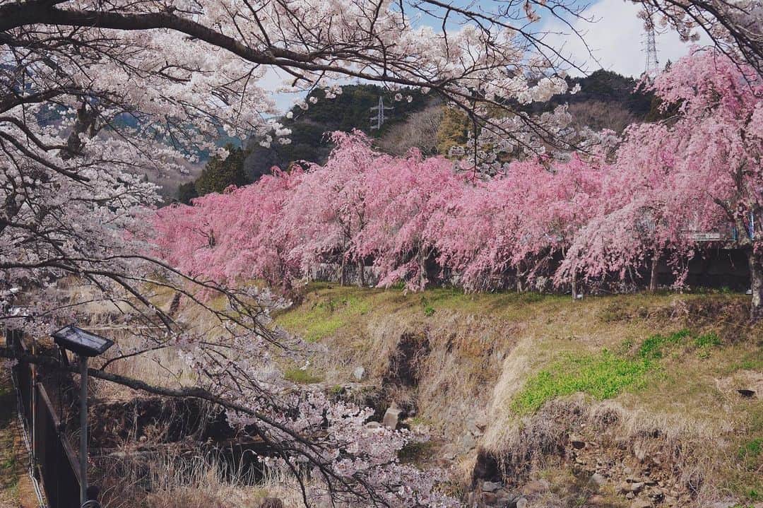 茉莉さんのインスタグラム写真 - (茉莉Instagram)「🌸🌿♨︎ . . . 箱根にひとり旅へ。 温泉に、桜は満開… ワンちゃん達🐶を連れて 色んな所へ一緒に行けて良かった… 旅の思い出がまたひとつ増えました😌✨  . .」4月30日 19時48分 - mari._xx