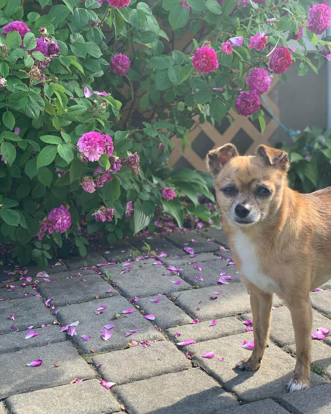 メラニー・イグレシアスさんのインスタグラム写真 - (メラニー・イグレシアスInstagram)「a timeless beauty」4月27日 4時04分 - melanieiglesias