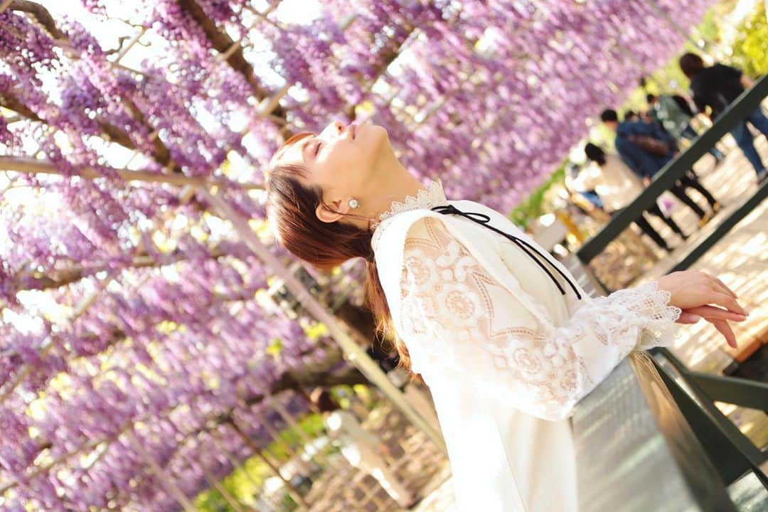 吉沢明歩のインスタグラム：「2年前から行ってみたかった藤棚を見に行ってきた😍 微風になびく藤に 癒された〜  藤といえば、紫のイメージ！」