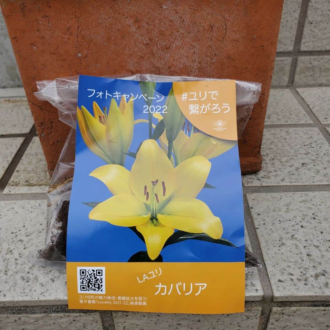 福田俊介さんのインスタグラム写真 - (福田俊介Instagram)「先日の誕生日にシンジが綺麗なお花とユリの球根をくれました。  今日となりの家の人にユリの球根をニヤニヤしながら植えてるのを見られ、お花好きなんですね。 と言われたお花好きの36歳188センチ90キロ。 青空のもとで黄色いユリを育てます🟦🟨 今年は良い１年になりそうです。  #ユリで繋がろう #花秋 #太田隼輔 #花好き #顔に似合わず #福田俊介」4月27日 13時38分 - shunsukefukuda28