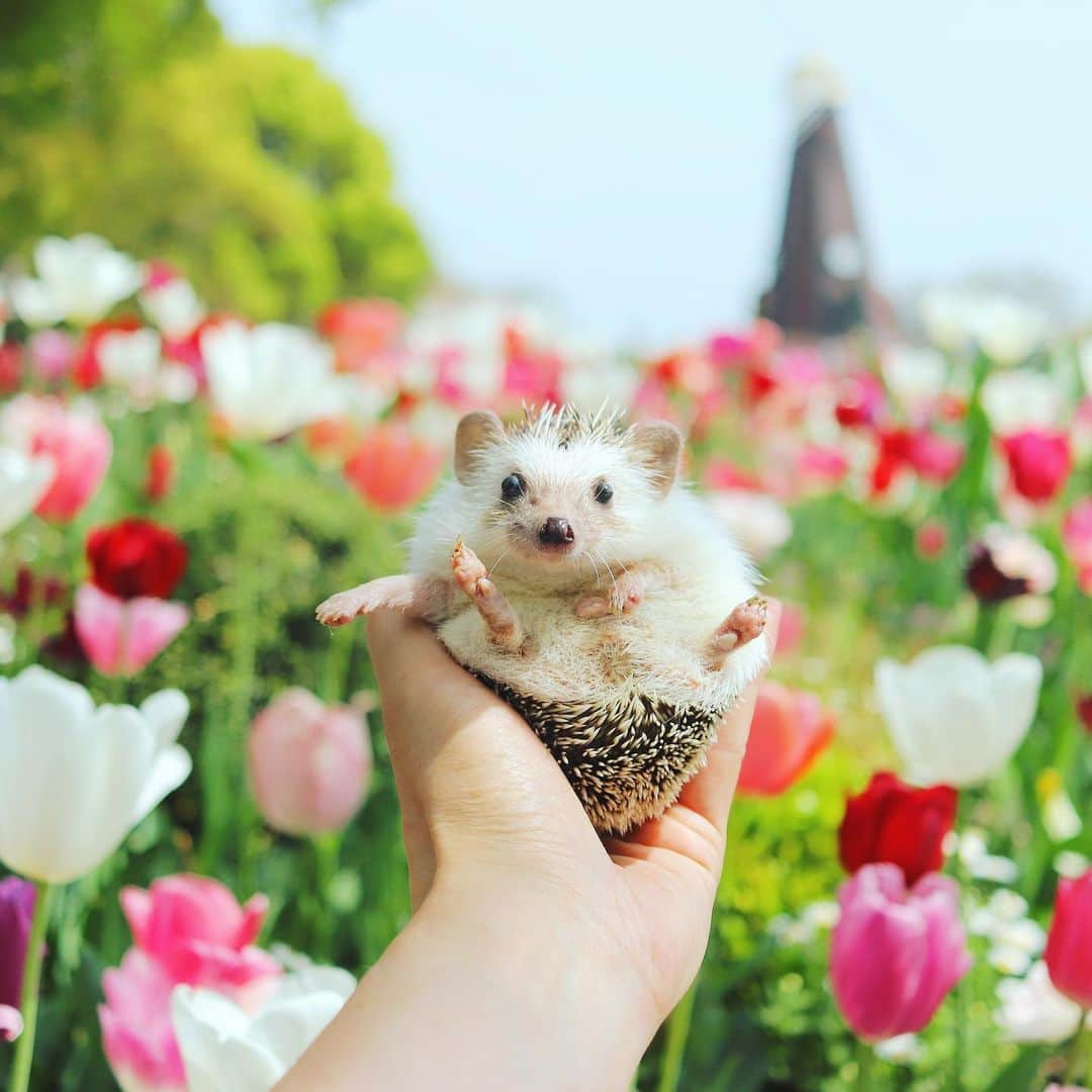 あずきのインスタグラム：「Uiro's funny posing😂😂😂 チューリップ畑とうい郎。ポージングが笑えます🤭 . . #浮間公園 #チューリップ畑 #チューリップ #tulip  #はりねずみ #ハリネズミ #hedgehog #pygmyhedgehog #lovelypet #cuteanimals #はりねずみのもなか #hedgie #Hérisson #igel#riccio #Erizo #고슴도치 #刺猬 #hedgehogazuki  #hedgehogsofinstagram #animaladdicts #cuddles #meowed #petscorner  #cutepetclub #cozy」