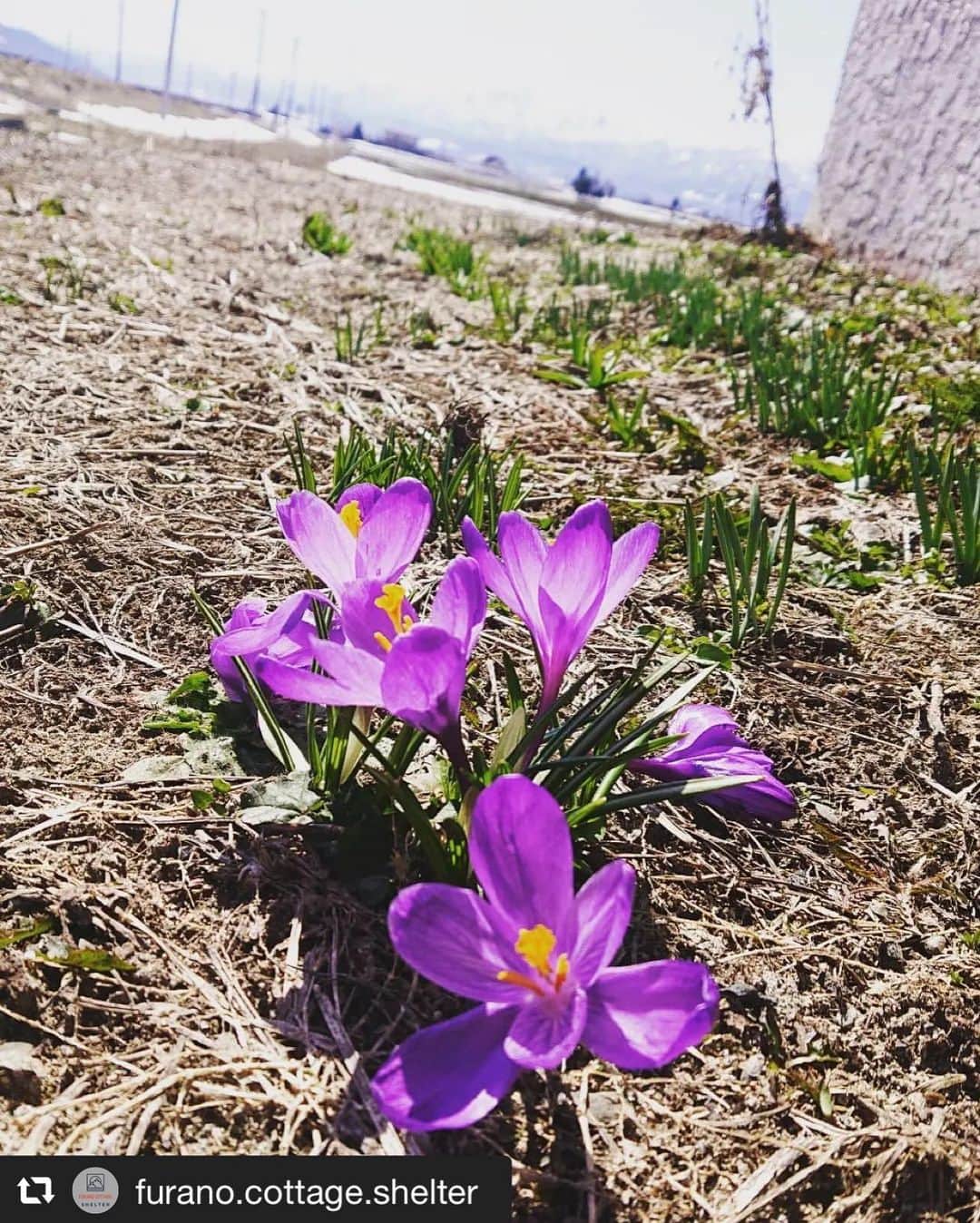 旅して体験！北海道のインスタグラム：「✽  ▶︎Photo by Furano Cottage Shelter(@furano.cottage.shelter) 様  --------------------  富良野もだいぶ暖かくなってきて春の花が咲いてきました！  今回写真を撮ったのはサフランという球根タイプの春のお花です！ 小さい花ですが春になると回りの雑草より早く咲き始めるので目立ちますね！ 実はスパイスなどにも使われこともあるようです。 食品の調味料や着色料に使用する、サフランは重量単位で比べると世界で最も高価なスパイスのひとつ、どんな味がするのか気になっちゃいますね！  散歩しながら花探しなんていかがでしょうか？？？  --------------------  #HOKKAIDOLOVE #旅して体験北海道 #北海道 #repost #富良野 #furano #コテージ #cottage」