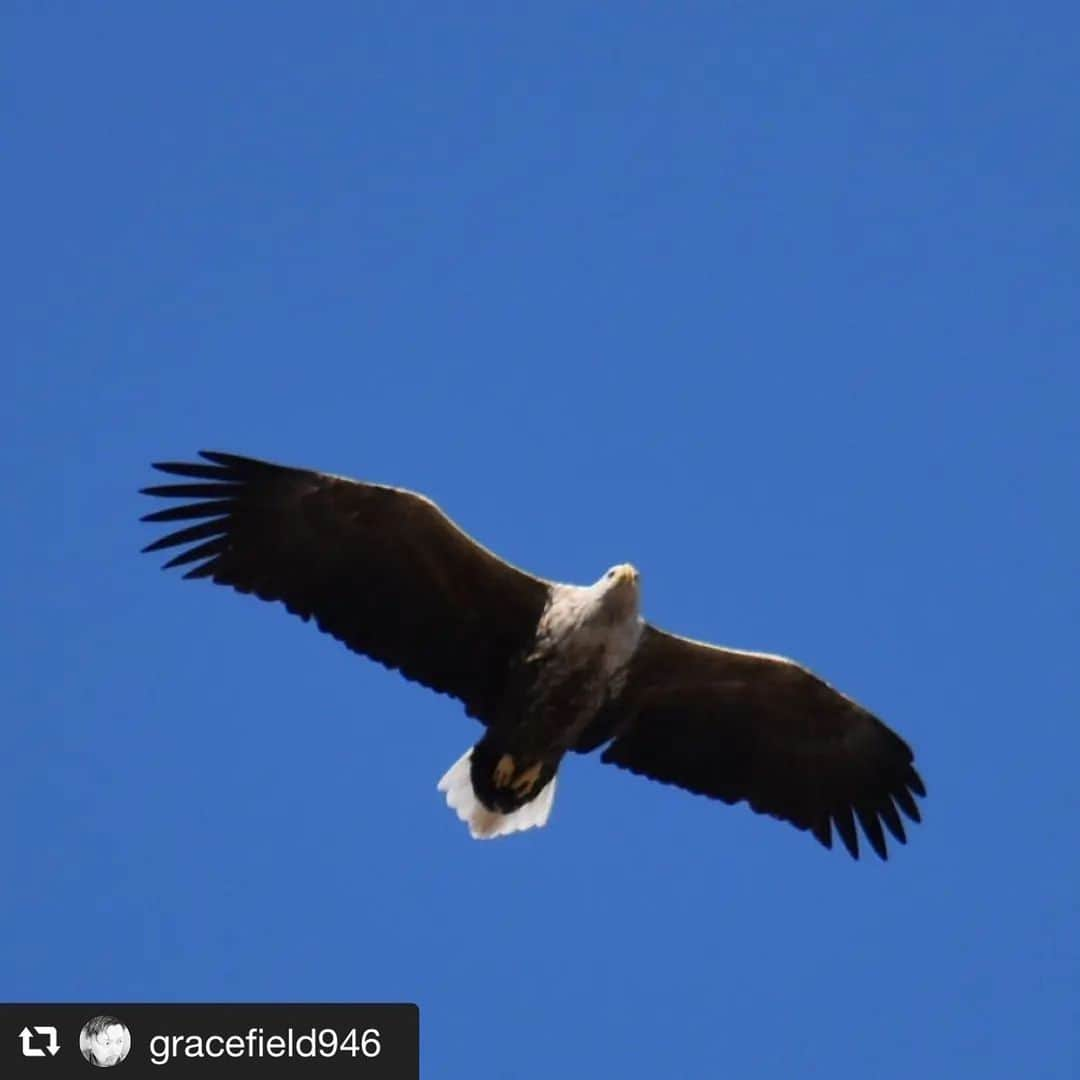 旅して体験！北海道さんのインスタグラム写真 - (旅して体験！北海道Instagram)「✽  ▶︎Photo by 釧路川カヌーツーリングGracefield(@gracefield946) 様  --------------------  ハクトウワシを探して。  肉眼ではそう見えても拡大するとオジロワシの老鳥なんですよね。  釣りだと水面に意識が行ってしまい空をおろそかにしてしまう。  右目で水面を見て左目で空を眺める。  極めれるよう頑張ります(><)  --------------------  #HOKKAIDOLOVE #旅して体験北海道 #北海道 #repost #オジロワシ　#バードウォッチング #釧路湿原」4月27日 9時50分 - hokkaido_taiken