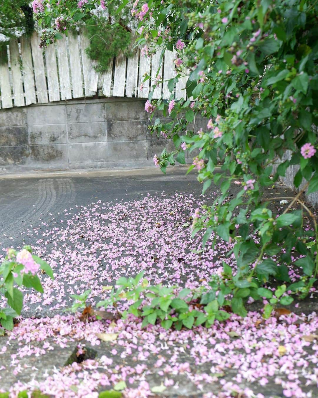 武智志穂さんのインスタグラム写真 - (武智志穂Instagram)「雨あがりのピンクの絨毯🌸 日常のあちらこちらに人生を楽しむヒントは転がってる！」4月27日 10時03分 - shiho_takechi