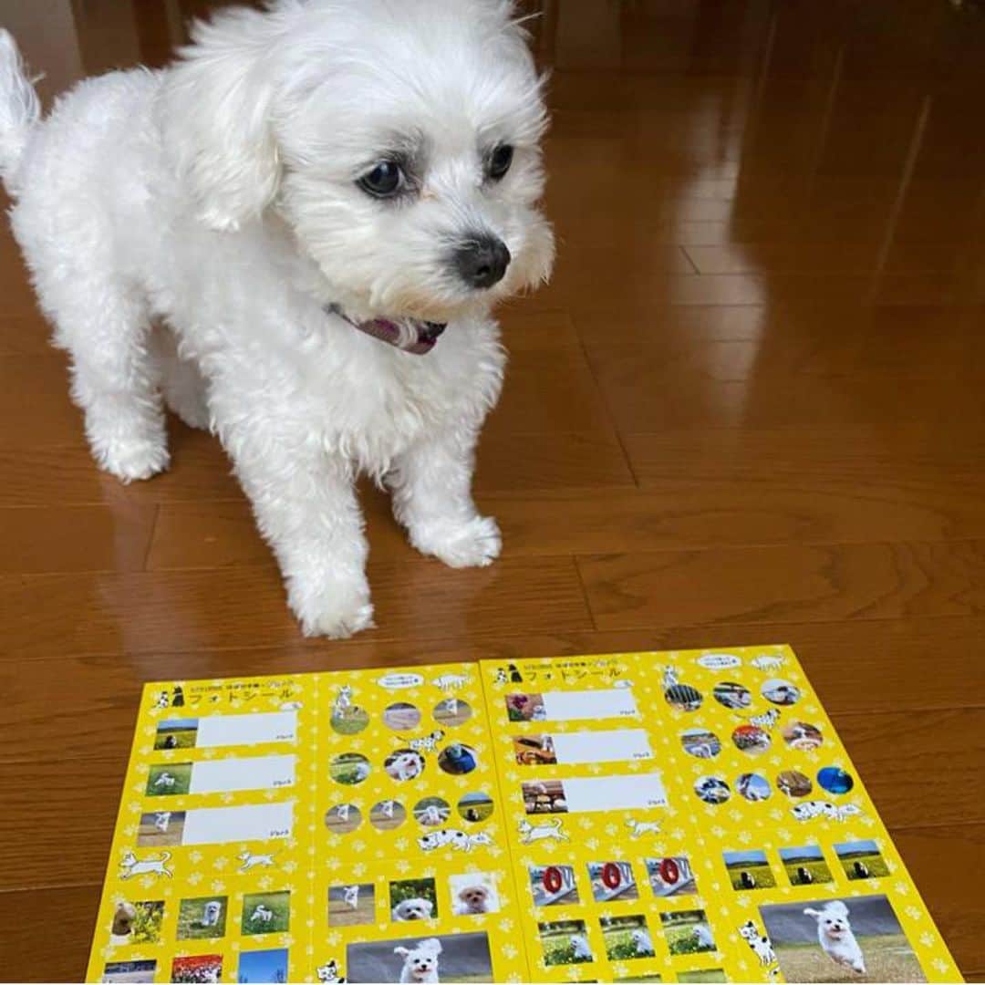 のインスタグラム：「#ドコノコフォトシール　続々と届いているようです。みなさんアップしてくれて、ありがとう！かわいいよー💜😻  まだまだ、受付中です！お見逃しなく。 くわしくは、プロフィールのリンクよりどうぞ。」