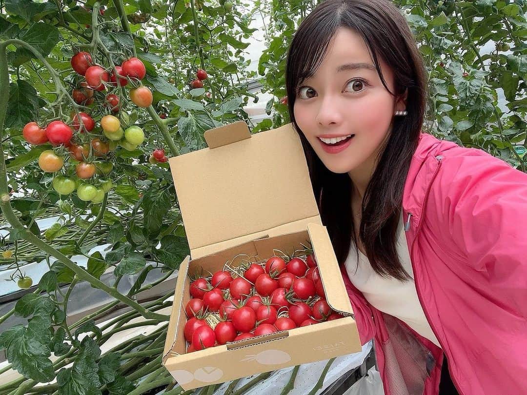 八幡美咲のインスタグラム：「明日の5up!は 水曜日の新コーナー「キニなるぅ」✨  色んな意味で、凄かったですーーー！！  今回は、 三次水産さんと大成ファームさんに お邪魔しました✔️  三次水産さんの 豪華「瀬戸内手巻き寿司セット」🐟🦐°･🐠に、 一度食べたら忘れない 大成ファームさんの「ひりょうやさんのトマト」🍅  お魚の新鮮なこと！！✺✺ そして トマトの甘いこと！！！🍅🍷   今回はその秘密に迫っています✨  ゴールデンウィーク中、 自宅で家族と楽しいご飯、 ちょっと贅沢なご飯を食べたい方必見です🌸☺️♡  きょうの5up!で放送予定です(՞˶･֊･˶՞) ぜひご覧ください🌿  #広島 #広島グルメ #三次水産 #大成ファーム #広島ホームテレビ #手巻き寿司 #トマト #ひろしまーと #ぶち #BUCHI」