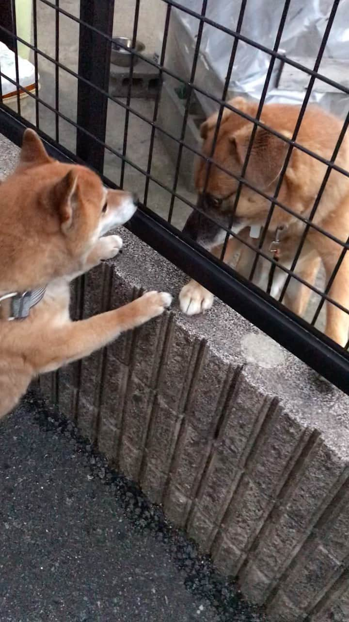 柴犬はなこ Shibainu Hanakoのインスタグラム：「One way love? 好みじゃないのかしら😅 #shiba #dog #shibainu #犬 #柴犬 #片想い #切ない」