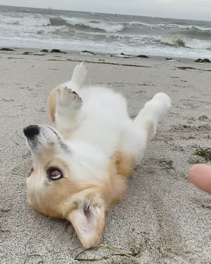 のインスタグラム：「◡̈⋆2022.4.27.Wed.◡̈⋆  今日の海は 大荒れでした😅🌊  昨日は1日雨で お散歩に 行けなかったから 今日は張り切ってた😂👏👌 . . . . . . . . . .」