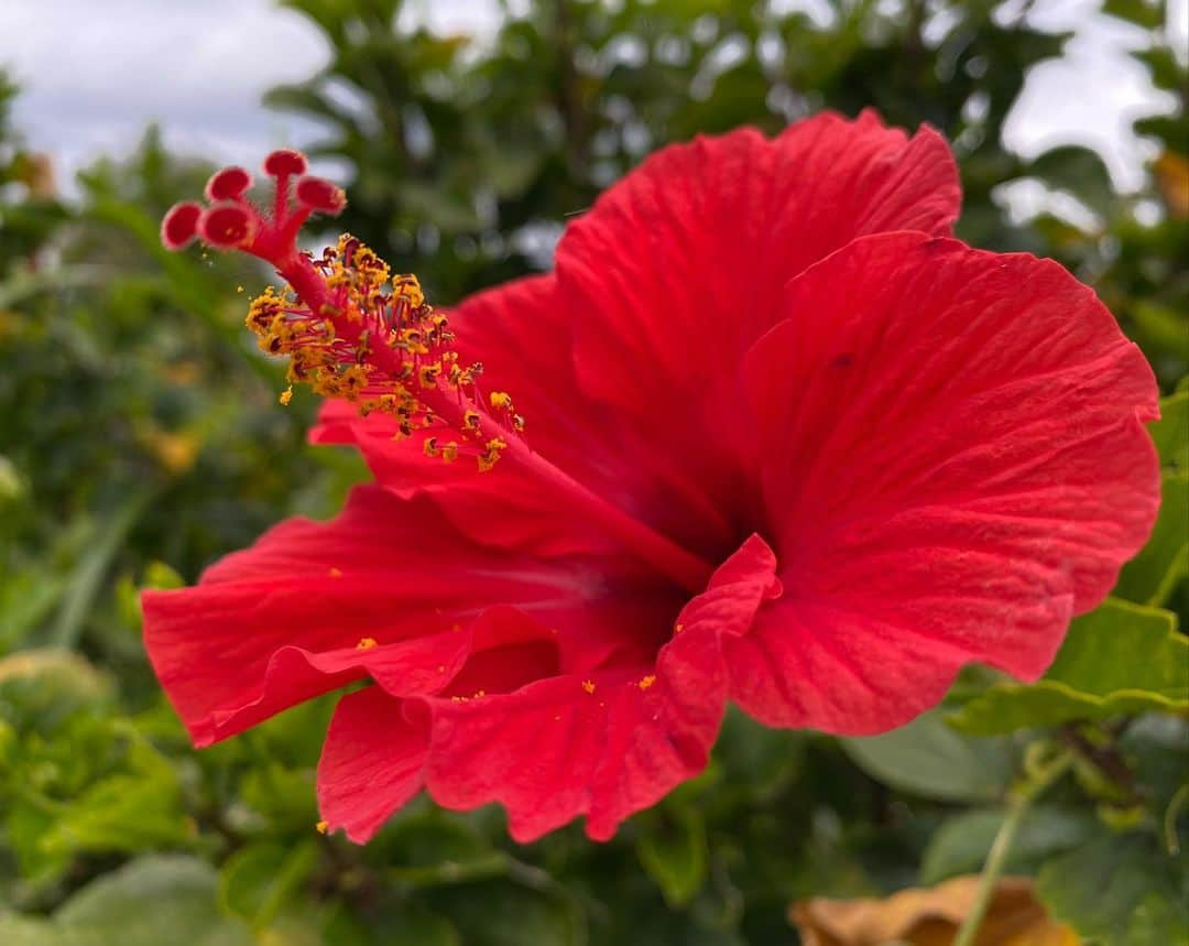 青山有紀さんのインスタグラム写真 - (青山有紀Instagram)「初めての与論島、素晴らしかったー🌺💕 そうそう何度も行けるところじゃ無さそうだから今回思い切って行ってみたけど、また行くことになりそう😂🌺 島で出会ったみなさん、ありがとうございました✨」4月27日 18時19分 - yukiaoya