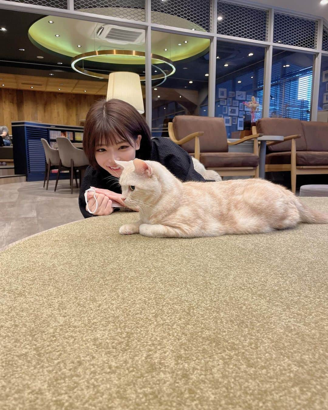 米倉みゆさんのインスタグラム写真 - (米倉みゆInstagram)「動物と触れ合ってる時間が最近の幸せ( ͡ ͜ ͡ )かわええ (撮影時のみマスクを外しています) · · 2枚目、3枚目にうつってるオレオちゃんが渋谷公園通り店の推し猫ちゃん。 · 1店舗1推し🐱 渋谷公園通り店は広くて人も少なめだからすごい快適だった～ マッサージチェアも使い放題だったよ！(すごい) · · · · · · · · · · #猫カフェmocha #東京猫カフェ #渋谷猫カフェ #渋谷カフェ #癒しスポット #ねこカフェ #猫がいっぱい #渋谷公園通り #猫のいる暮らし #マンチカン #ブリティッシュショートヘア #エキゾチックショートヘア #スコティッシュフォールド #かわいい #かわいい女の子 #可愛い #ショートヘア #ショートボブ #ショートカット #ショート女子 #美人 #美女 #ootd #fashion #cat #kitty #cats #love #loveyourself #happy PR」4月27日 19時12分 - yone__miyu630