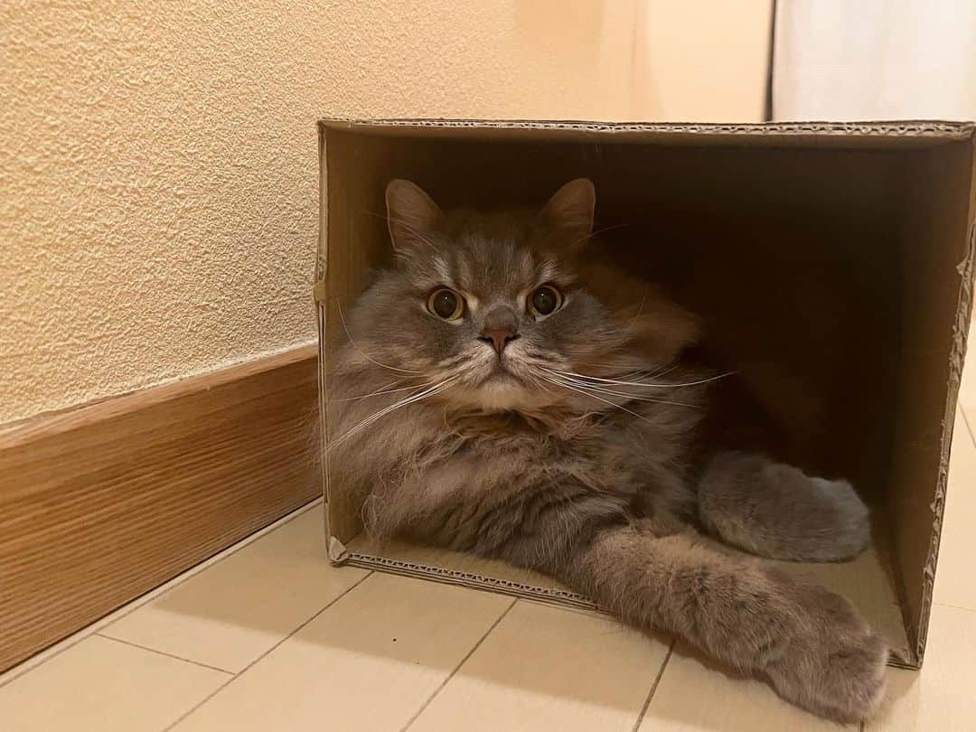 hanaのインスタグラム：「箱大好き📦🐺  #ねこと暮らす #ねことの生活 #cat #cats #catlover #cutecats #catsnap #catstagram #ilovemycat #adorble #ig_catclub #cats_of_instagram #kawaii #kawaii_cat #meowbox #bestmeow #fluffy #funnycritters #scottishfold #neko #kitty」