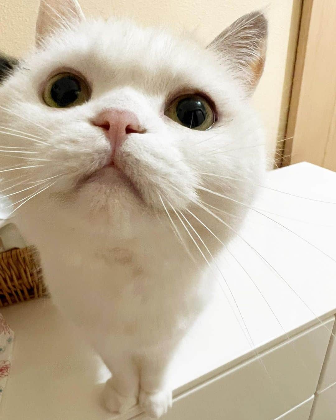 hanaのインスタグラム：「おひさしぶりです☺️  #ねこと暮らす #ねことの暮らし #しろねこ #しろねこ部 #cat #cats #catlover #cutecats #catsnap #catstagram #ilovemycat #adorble #ig_catclub #cats_of_instagram #kawaii #kawaii_cat #meowbox #bestmeow #fluffy #funnycritters #scottishfold #neko #kitty #スコティッシュフォールド #スコティッシュ」