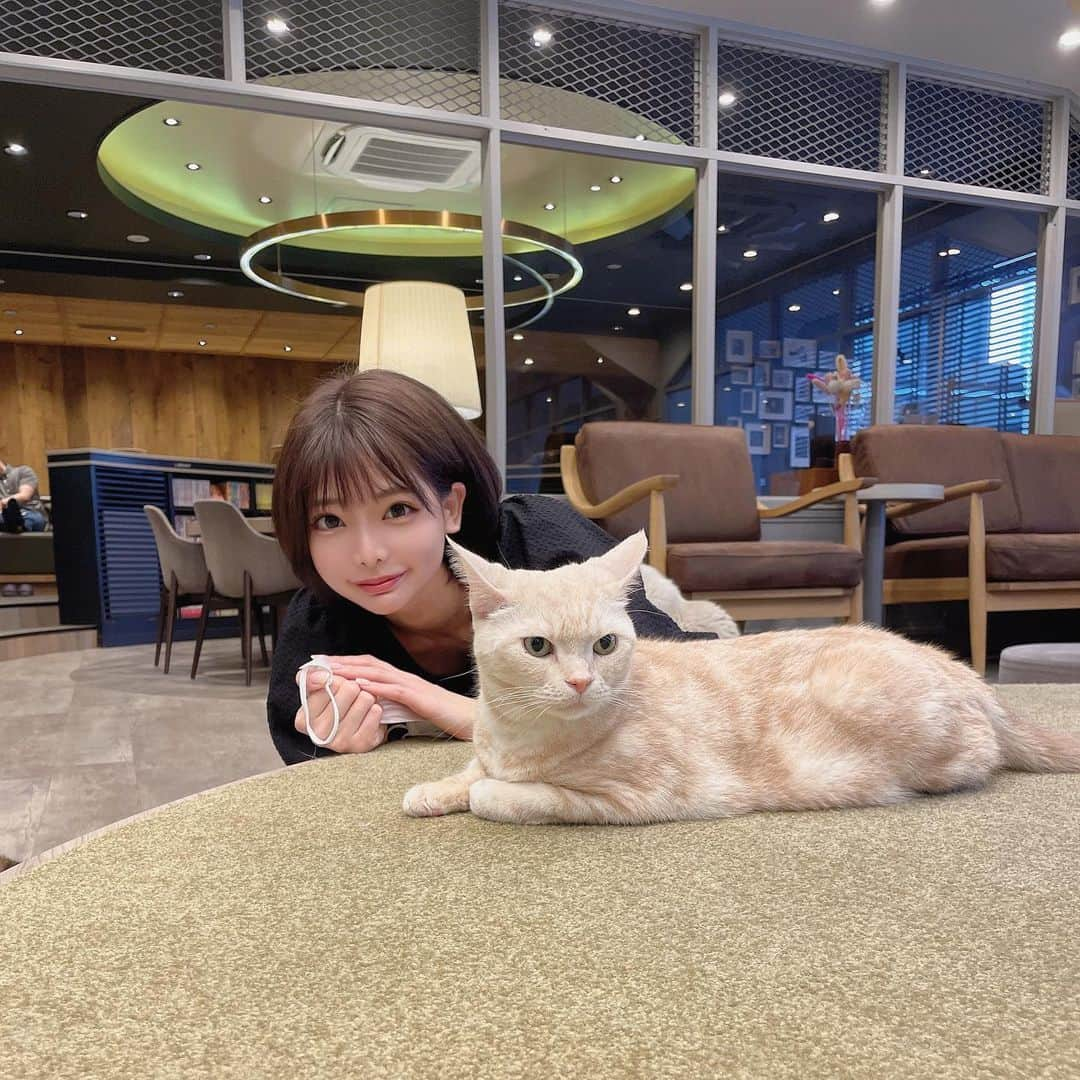 米倉みゆさんのインスタグラム写真 - (米倉みゆInstagram)「短毛ちゃんが好き🐱🐱🐱 ぜんぜん構ってくれなくて可愛いね🐱🐱🐱 · · · · · · · · #猫カフェ #猫カフェmocha #猫 #アメリカンショートヘア #ブリティッシュショートヘア #スコティッシュフォールド #子猫 #かわいい #可愛い #ショートヘア #ショートヘアー #ショートカット #ショートボブ #黒髪ショート #茶髪ショート #長身女子 #モデル #コスプレイヤー #猫顔 #丸顔 #笑顔 #japanese #japan #shibuya #tokyo #cat #cats #kitty #followforfollowback #follow4followback」4月28日 8時50分 - yone__miyu630