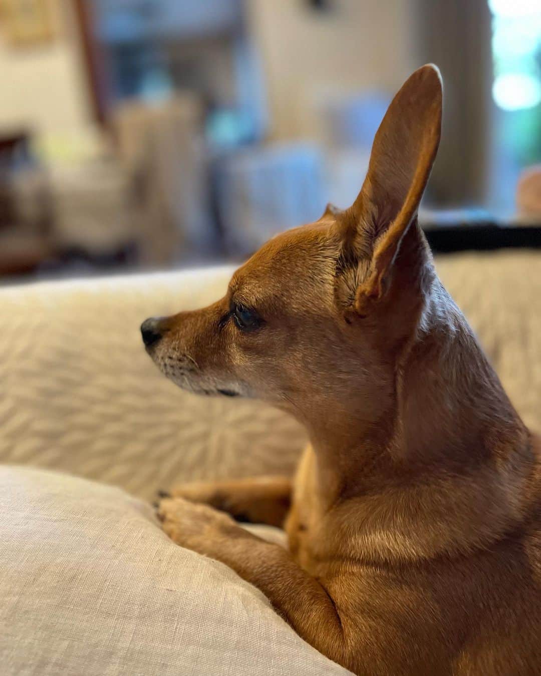 のインスタグラム：「🐶とても集中して聞いています👂それにしても耳またのびた⁉️Very concentrated listening🐶❣️Did my ears grow longer again⁉️  🕊Peace & Kindness🕊  ✨May all your dreams come true✨  #iamozzy🐶 #bestwoof #bestdogever #bestdog #adoptdontshop #保護犬」