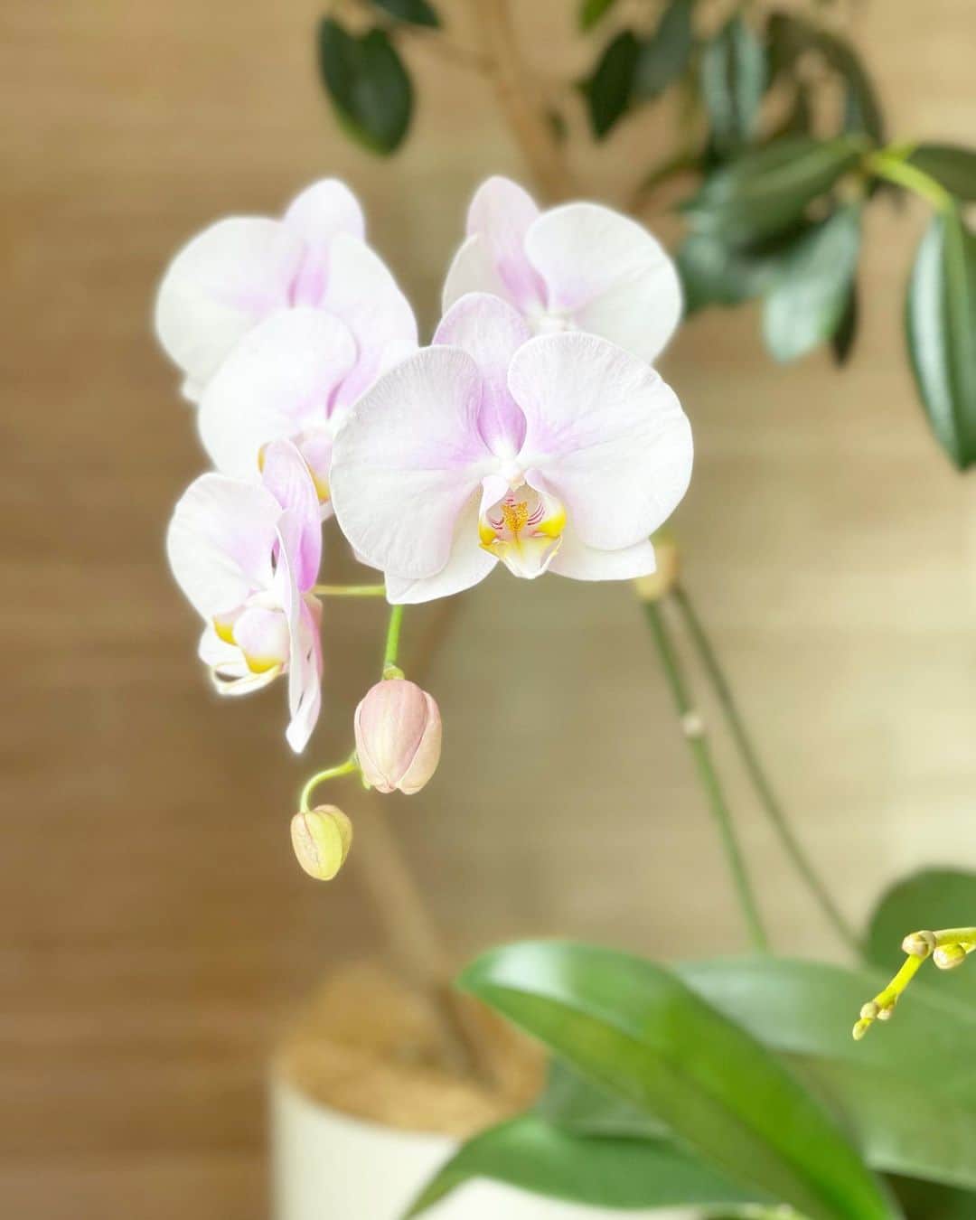 のインスタグラム：「咲いてくれたーーーっ💕 2度咲きの胡蝶蘭💕  現役選手時代はサボテンも枯らす私でしたが💦 心の出産のお祝いに頂いた胡蝶蘭💕 2回目咲かすことができました✨ 嬉しいっ😆😆 3回目もがんばろー🥰」