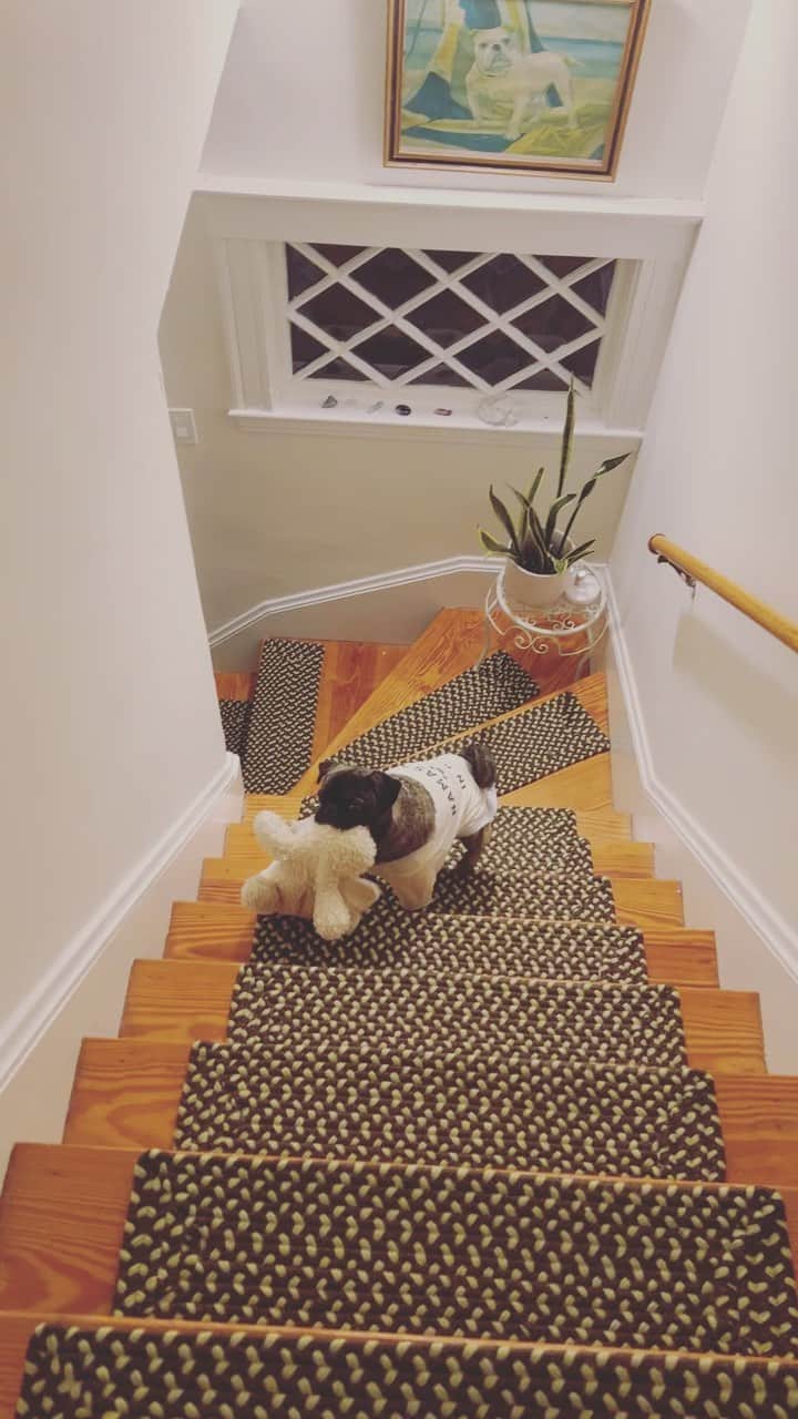 pugsofinstagramのインスタグラム：「Archie and his baby are on their way to bed. The quiet cut vs my story. #pugsofinstagram #bedtime #pug」