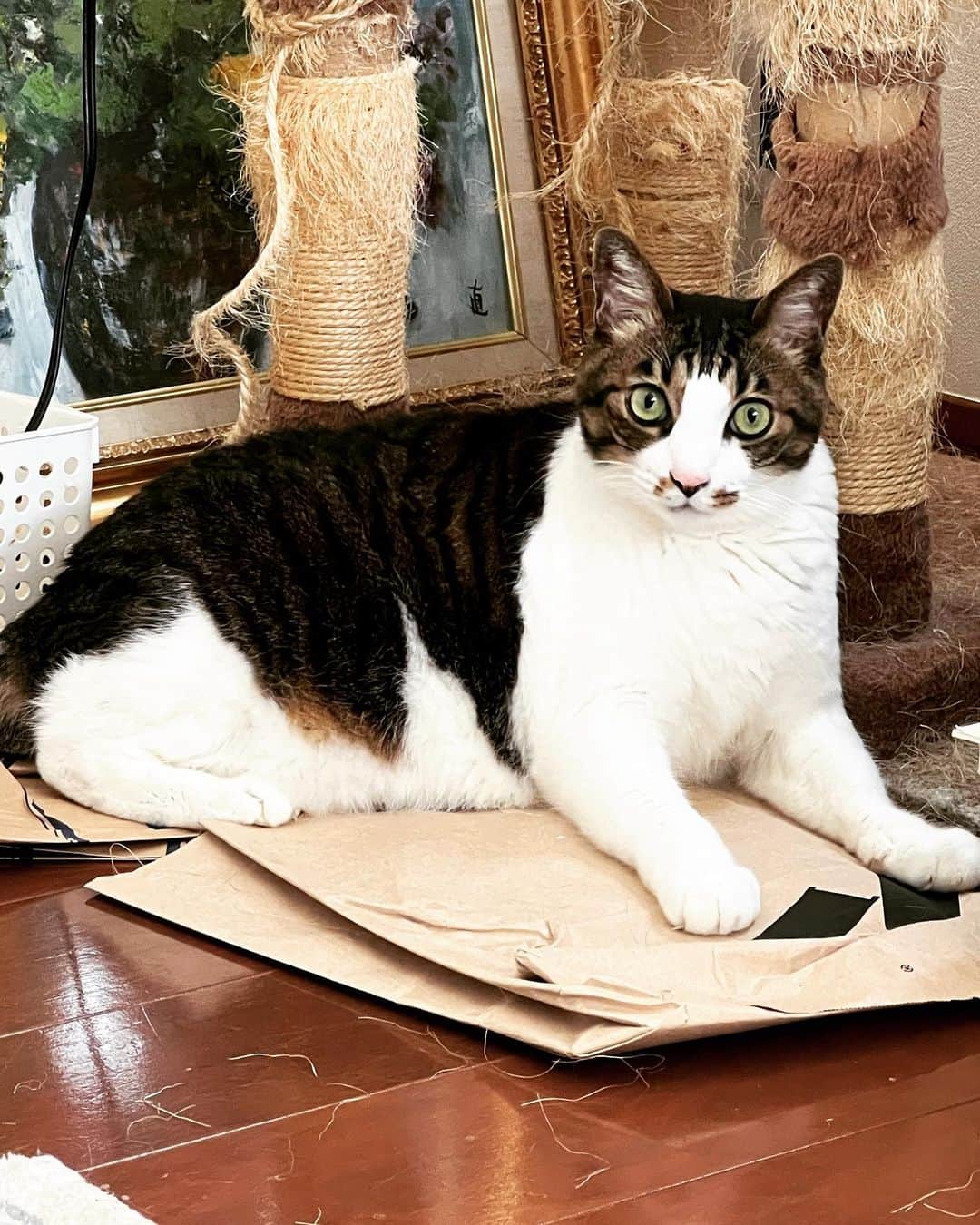 門倉聡のインスタグラム：「新しいiPhoneで撮ってみた。ちょっと別次元笑 #catsofinstagram #catlife #猫タワー」