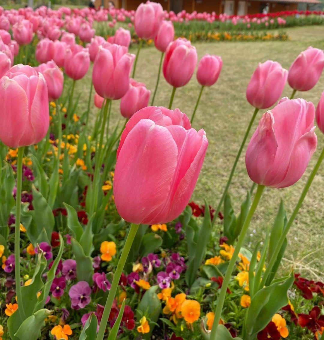 海野ナルのインスタグラム：「今年もチューリップ畑見に行けた☺️ 1番すきな花かもしれない🌷 明日からGWだね😲 こないだまでお正月やったのに 早いなぁ…😅  #チューリップ畑　#チューリップ　#チューリップフェア #チューリップ祭り」