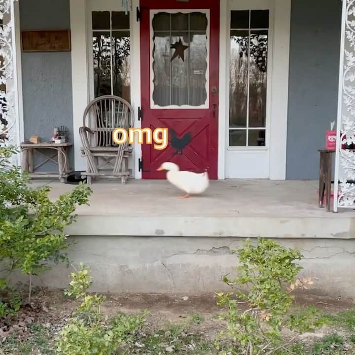 Amazonのインスタグラム：「get your ducks in a row 🦆 🦆 🦆 amazon pet day is may 2nd so get ready to find major deals on your pet’s favorite products   🎥: @seducktive」