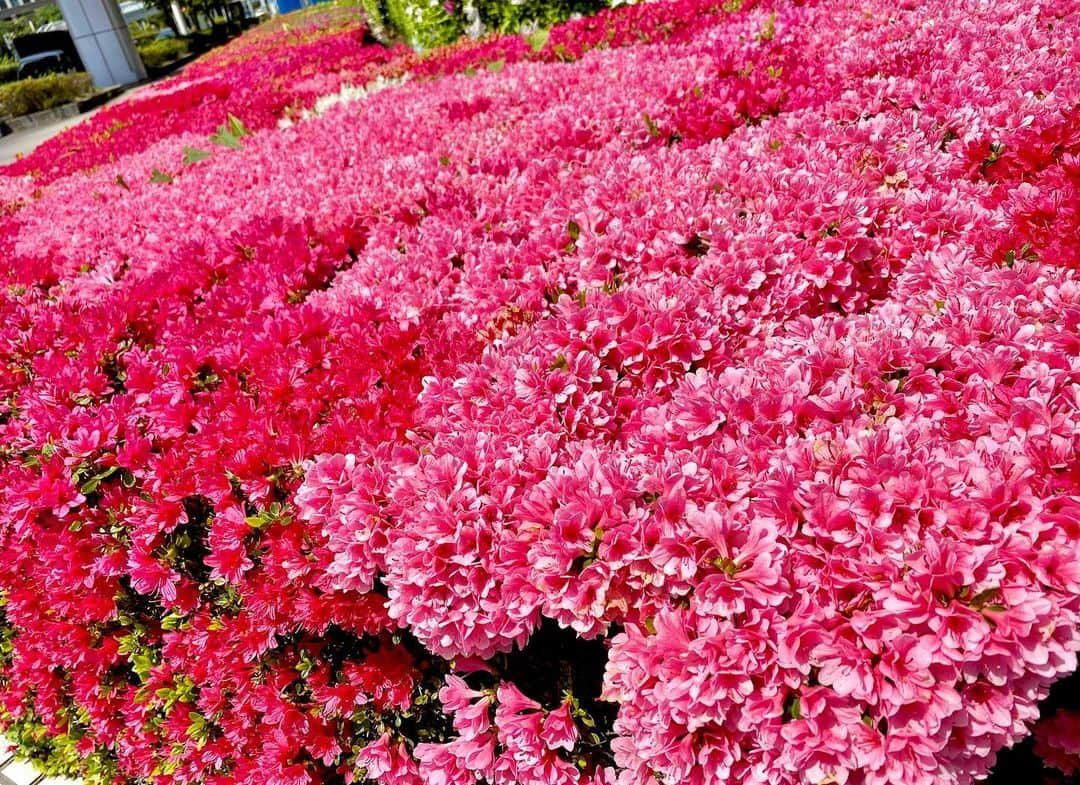 江川清音のインスタグラム：「先日、ツツジが満開になっていました🌸 春のお花が彩り美しく咲いていますね🍒 ⁡ 花といえば…！ ⁡ 今日は、ある意味花金🌸(花木？)の方も 多いのではないでしょうか😌✨ ⁡ ほやも一緒に🤭 ⁡ #ツツジ #春 #三春駒 #生酒 #ほや #明日から #ＧＷ #スタート #花金 #日本酒」