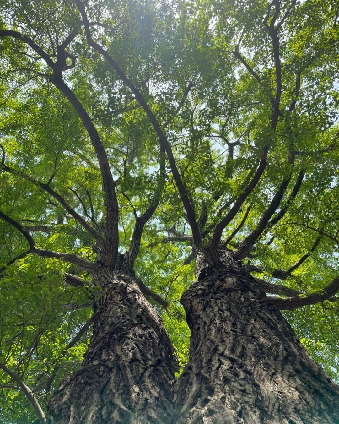 土屋太鳳さんのインスタグラム写真 - (土屋太鳳Instagram)「いよいよ明日からゴールデンウィーク🌿✨✨ お天気が気になるところですが 西日本では暑くなってもいるようで 体調管理が大切な時期でもあります💡 昨日書いた柑橘系の香り、 自分もやってるよ！とか、やってみるね！など コメントをいただいていて嬉しいです☺️ 柑橘系の香りは好き嫌いが少ないと思うので 香りが苦手なかたも楽しんでいただけると思います🍊 ぜひ試してみてくださいね😊 . #木10 「 #やんごとなき一族 」、 第１話の再放送もチェックしてくださって 本当にありがとうございます🙏✨ その流れを感じていただきながら、 今日は #フジテレビ系列 で、よる10時から 第２話が放送されます✨✨✨ . 第２話で描かれるエピソードには ごく普通の社会や家庭の中でも なぜ？と疑問に感じるテーマが 描かれていると思います。 いろいろな考え方があるとは思うのですが ぜひ感想など伝えていただけたら嬉しいです🙏🙏🙏 . 今日はオフショットではなく、 一度はオンエアの日に載せたいと思っていた この写真を🌲✨✨ これは、映画「 #アイの歌声を聴かせて 」の 完成記念イベントを行った #新宿 の  #花園神社 へ 御礼参りに伺った時の写真です🙏✨ 少し不思議な光にも包まれていて すごく縁起の良さそうな写真となりました☺️✨ . 花園神社は毎年酉の市で賑わう 有名な神社なのですが、 この #御神木 は樹齢３００年を超えると言われる 大銀杏なのです✨✨✨ . 樹齢３００年ということは… 江戸時代から４００年以上続くと言われる深山家と 同じ時代を知っている大銀杏ということ😳💡 最初は小さな銀杏の一粒の実が こんなに立派な御神木に育つまでには とんでもなくたくさんの時間と 乗り越えなければならない時代の波が あったのだと思います🤔 . しかも深山家の歴史は さらに100年長い400年以上続く家…💡 よく『継続は力なり』というけれど 継続するためにも力は必要だと想うし その力を維持することは 本当に大変だったと思うのですが、 だからこそ、 見失ってきたものや 間違いに気が付かなかったことも あったのかもしれないな…と思いながら 佐都を生きてます。 . でも どんな大きな幹にも 新しい小さな芽が出るように 大きな流れの中で 新しい何かが生まれることもあるのかなと思うし そうだったらいいな☺️🌱✨ . そんなことを思いながら 今日の第２話、私はたぶん リアルタイムで観ることが出来そうなので めちゃめちゃ緊張するけれど 一緒に見守っていただけたら嬉しいです😢🙏✨✨」4月28日 20時37分 - taotsuchiya_official