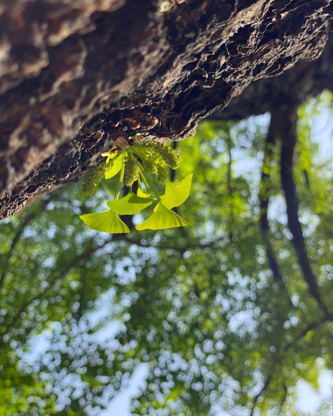 土屋太鳳さんのインスタグラム写真 - (土屋太鳳Instagram)「いよいよ明日からゴールデンウィーク🌿✨✨ お天気が気になるところですが 西日本では暑くなってもいるようで 体調管理が大切な時期でもあります💡 昨日書いた柑橘系の香り、 自分もやってるよ！とか、やってみるね！など コメントをいただいていて嬉しいです☺️ 柑橘系の香りは好き嫌いが少ないと思うので 香りが苦手なかたも楽しんでいただけると思います🍊 ぜひ試してみてくださいね😊 . #木10 「 #やんごとなき一族 」、 第１話の再放送もチェックしてくださって 本当にありがとうございます🙏✨ その流れを感じていただきながら、 今日は #フジテレビ系列 で、よる10時から 第２話が放送されます✨✨✨ . 第２話で描かれるエピソードには ごく普通の社会や家庭の中でも なぜ？と疑問に感じるテーマが 描かれていると思います。 いろいろな考え方があるとは思うのですが ぜひ感想など伝えていただけたら嬉しいです🙏🙏🙏 . 今日はオフショットではなく、 一度はオンエアの日に載せたいと思っていた この写真を🌲✨✨ これは、映画「 #アイの歌声を聴かせて 」の 完成記念イベントを行った #新宿 の  #花園神社 へ 御礼参りに伺った時の写真です🙏✨ 少し不思議な光にも包まれていて すごく縁起の良さそうな写真となりました☺️✨ . 花園神社は毎年酉の市で賑わう 有名な神社なのですが、 この #御神木 は樹齢３００年を超えると言われる 大銀杏なのです✨✨✨ . 樹齢３００年ということは… 江戸時代から４００年以上続くと言われる深山家と 同じ時代を知っている大銀杏ということ😳💡 最初は小さな銀杏の一粒の実が こんなに立派な御神木に育つまでには とんでもなくたくさんの時間と 乗り越えなければならない時代の波が あったのだと思います🤔 . しかも深山家の歴史は さらに100年長い400年以上続く家…💡 よく『継続は力なり』というけれど 継続するためにも力は必要だと想うし その力を維持することは 本当に大変だったと思うのですが、 だからこそ、 見失ってきたものや 間違いに気が付かなかったことも あったのかもしれないな…と思いながら 佐都を生きてます。 . でも どんな大きな幹にも 新しい小さな芽が出るように 大きな流れの中で 新しい何かが生まれることもあるのかなと思うし そうだったらいいな☺️🌱✨ . そんなことを思いながら 今日の第２話、私はたぶん リアルタイムで観ることが出来そうなので めちゃめちゃ緊張するけれど 一緒に見守っていただけたら嬉しいです😢🙏✨✨」4月28日 20時37分 - taotsuchiya_official