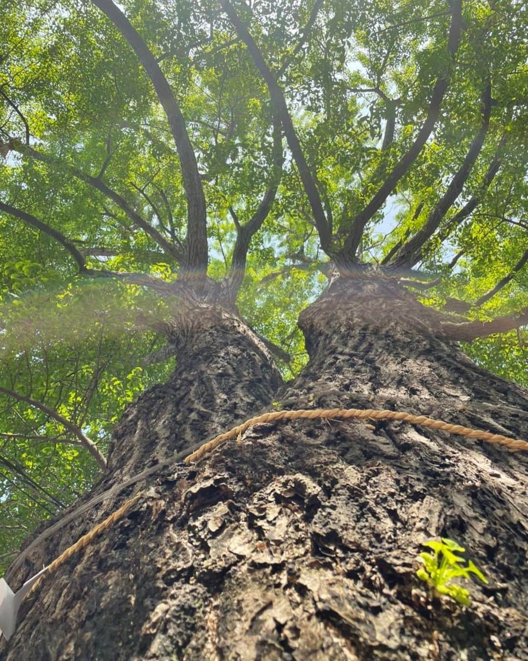 土屋太鳳さんのインスタグラム写真 - (土屋太鳳Instagram)「いよいよ明日からゴールデンウィーク🌿✨✨ お天気が気になるところですが 西日本では暑くなってもいるようで 体調管理が大切な時期でもあります💡 昨日書いた柑橘系の香り、 自分もやってるよ！とか、やってみるね！など コメントをいただいていて嬉しいです☺️ 柑橘系の香りは好き嫌いが少ないと思うので 香りが苦手なかたも楽しんでいただけると思います🍊 ぜひ試してみてくださいね😊 . #木10 「 #やんごとなき一族 」、 第１話の再放送もチェックしてくださって 本当にありがとうございます🙏✨ その流れを感じていただきながら、 今日は #フジテレビ系列 で、よる10時から 第２話が放送されます✨✨✨ . 第２話で描かれるエピソードには ごく普通の社会や家庭の中でも なぜ？と疑問に感じるテーマが 描かれていると思います。 いろいろな考え方があるとは思うのですが ぜひ感想など伝えていただけたら嬉しいです🙏🙏🙏 . 今日はオフショットではなく、 一度はオンエアの日に載せたいと思っていた この写真を🌲✨✨ これは、映画「 #アイの歌声を聴かせて 」の 完成記念イベントを行った #新宿 の  #花園神社 へ 御礼参りに伺った時の写真です🙏✨ 少し不思議な光にも包まれていて すごく縁起の良さそうな写真となりました☺️✨ . 花園神社は毎年酉の市で賑わう 有名な神社なのですが、 この #御神木 は樹齢３００年を超えると言われる 大銀杏なのです✨✨✨ . 樹齢３００年ということは… 江戸時代から４００年以上続くと言われる深山家と 同じ時代を知っている大銀杏ということ😳💡 最初は小さな銀杏の一粒の実が こんなに立派な御神木に育つまでには とんでもなくたくさんの時間と 乗り越えなければならない時代の波が あったのだと思います🤔 . しかも深山家の歴史は さらに100年長い400年以上続く家…💡 よく『継続は力なり』というけれど 継続するためにも力は必要だと想うし その力を維持することは 本当に大変だったと思うのですが、 だからこそ、 見失ってきたものや 間違いに気が付かなかったことも あったのかもしれないな…と思いながら 佐都を生きてます。 . でも どんな大きな幹にも 新しい小さな芽が出るように 大きな流れの中で 新しい何かが生まれることもあるのかなと思うし そうだったらいいな☺️🌱✨ . そんなことを思いながら 今日の第２話、私はたぶん リアルタイムで観ることが出来そうなので めちゃめちゃ緊張するけれど 一緒に見守っていただけたら嬉しいです😢🙏✨✨」4月28日 20時37分 - taotsuchiya_official