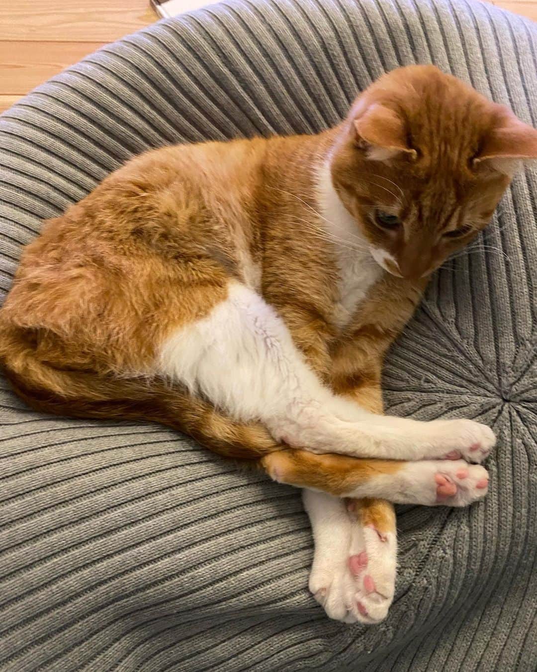ひよりのインスタグラム：「癖強めな男🐱」