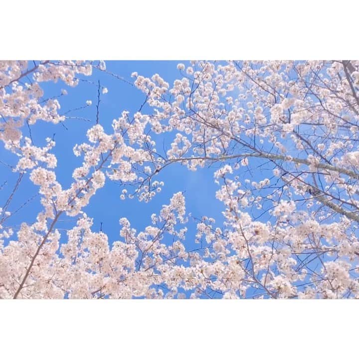 二見夕貴のインスタグラム：「. 🌸 空まにあ × 桜 🌸  お気に入りvideo♡. ° 満開ど真ん中ならでは🥰  2022.04.01 --- リール阻止の複数投稿にしたら めちゃ粗くなる&グレーがかったから 単品で投稿してみたら リールにならなくなってたッ！😂✨ #cherryblossoms #japanspring #kyotospring #tetsugakunomichi #springsky #cameragirl #満開の桜 #桜散歩 #カメラ散歩 #カメラ女子 #春の京都 #哲学の道 #桜並木道 #春の空 #空部 #空まにあ」