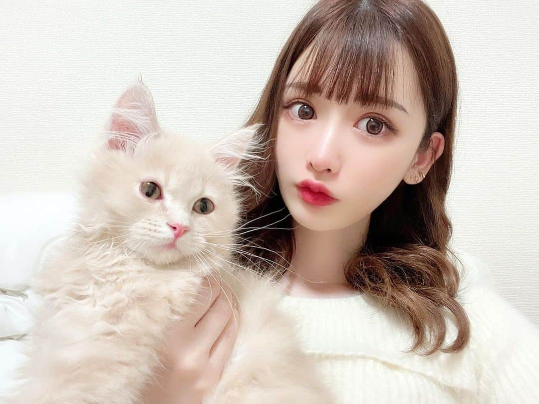 ゆうめろさんのインスタグラム写真 - (ゆうめろInstagram)「ノアとツーショット🐈💕 最近は、慣れてきてやんちゃになってる😳 ほんと可愛い！！！ ノアと同じ色の服着てみた🪄︎︎◝✩ ・  #サイベリアン  #猫のいる暮らし  #猫のいる生活  #子猫」4月29日 12時24分 - yk.o0