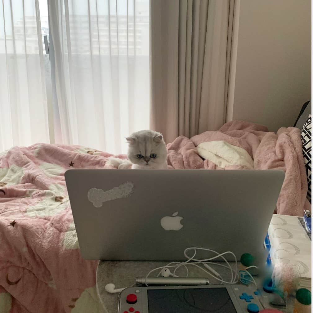 BeBeさんのインスタグラム写真 - (BeBeInstagram)「作業中💻💭im work from home👩‍💻💭☔️ 机の上汚くてすみません💦#cat #kitty #kitten #meow #eyes #catsofinstagram #kittensofinstagram #petsofinstagram #ilovecat #hubcats #猫　#ねこ　#adorable」4月29日 12時29分 - _bebethecat_