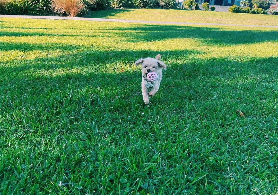 絢香さんのインスタグラム写真 - (絢香Instagram)「アオがこっちに走ってくる姿にインスパイアされて 「にじいろ」のメロディが生まれたなぁ…なんて思い出してた🌈  #ラキも元気だよ #dogs」4月29日 10時10分 - ayaka_official_jp