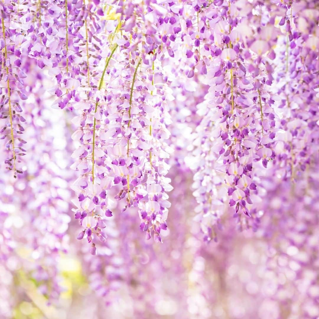 ざっくぅ 公式Instagramさんのインスタグラム写真 - (ざっくぅ 公式InstagramInstagram)「＼ざっくぅかくれんぼ／ 藤の花がキレイな季節ですね！ 藤の花にかくれた3匹のざっくぅを見つけることができるかな？ 見つけた人はコメントで教えてね🙌  ざっくぅ公式サイトでも掲載中❗ 正解は5月9日に公式サイトで発表します♪ https://zaq.jp/post/kakurenbo2022-04  #春 #4月 #藤 #藤の花 #花 #クイズ #ゲーム #問題 #かくれんぼ #見つけて #難しい #同化 #隙間時間 #暇つぶし #暇つぶしに最適 #チャレンジ #ざっくぅ #ざっくぅ大好き #ざっくぅ写真部 #jcom」4月29日 11時00分 - zaq_official