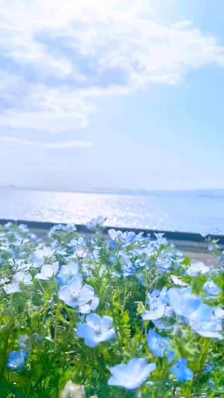加藤夕夏のインスタグラム：「💠🤍💙  #ネモフィラ #舞洲 #ネモにゃんかわいい  #nemophila  #gw #reels」