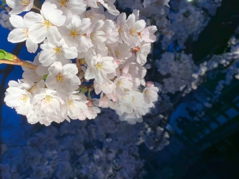 王林さんのインスタグラム写真 - (王林Instagram)「. 友達の写真の才能が桜の花と共に開花している🫣🌸 から、まるで王林が撮ったかのように投稿しておこう🤤😂 （ちゃんと許可もらったよ☺︎）  #弘前 #弘前公園 #弘前さくらまつり #弘前観光 #青森 #弘前桜祭り #hirosaki #aomori #桜」4月29日 15時19分 - ourin_ringoooo