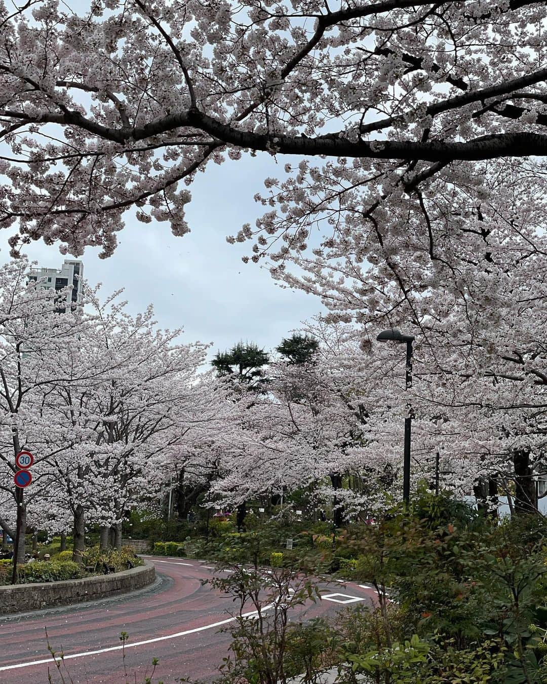 新井恵理那さんのインスタグラム写真 - (新井恵理那Instagram)「シリーズ「密か」10  密かな花見 密かにその友と"見た"夏の夜  今年は、友とも、母とも、桜を見られました♪ もう懐かしい感じがするなぁ♪  想像が広がって気持ちが変わる、いい出会いがありました♪  #ゴールデンウィーク  #蓄積していたプライベートをお見せしてみる #密か #新井恵理那 #centforce」4月29日 17時03分 - elina_arai