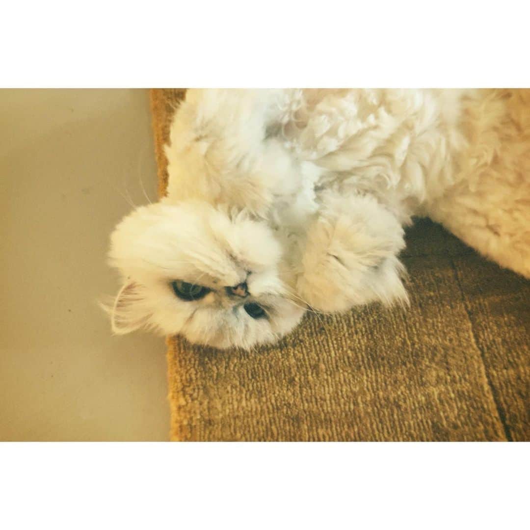 チョン・リョウォンのインスタグラム：「. 에찌얄리탄🐈🐈🐈」