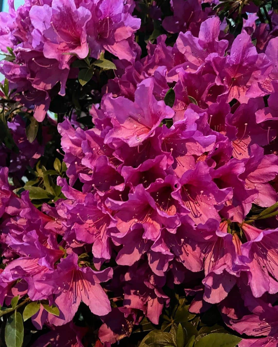 のインスタグラム：「. . よく見かけるこの花、好きでフォルダに溜まってく🌺♡ . .」